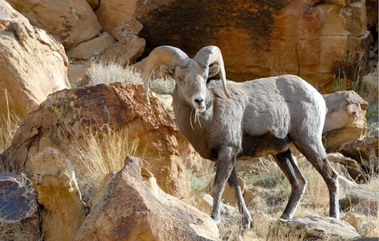 Utah Hunters Gear Up for 2026 Sportsman Permit Applications Opening Oct. 28