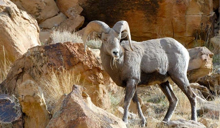 Utah Hunters Gear Up for 2026 Sportsman Permit Applications Opening Oct. 28