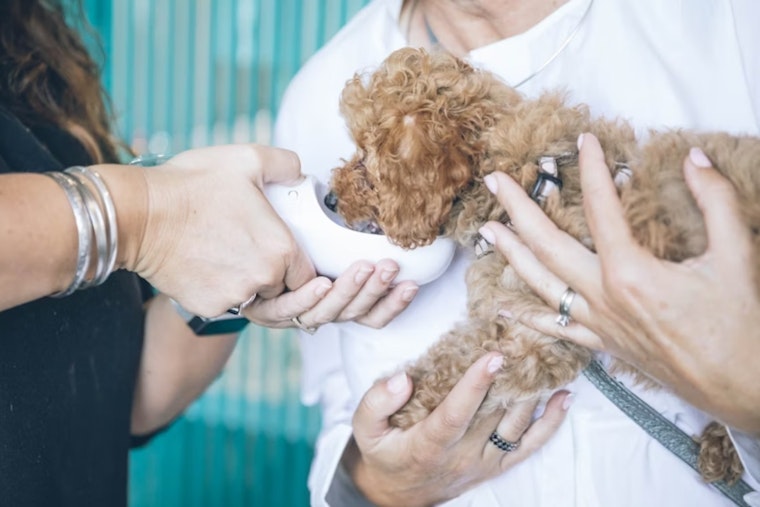 Utah State University Vet Students Hone Skills with Actors and Plush Pets in Unique Diagnostic Challenge