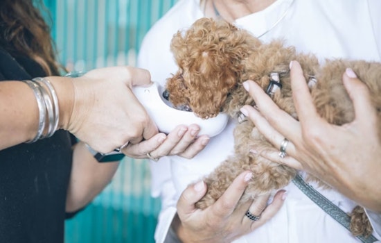Utah State University Vet Students Hone Skills with Actors and Plush Pets in Unique Diagnostic Challenge