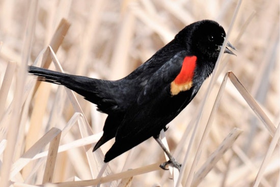 Utah's Bird-Watching Events Take Flight: Novice Birders Invited to Join Fall Migration Outings in Moab and Price