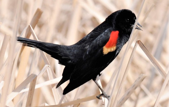Utah's Bird-Watching Events Take Flight: Novice Birders Invited to Join Fall Migration Outings in Moab and Price