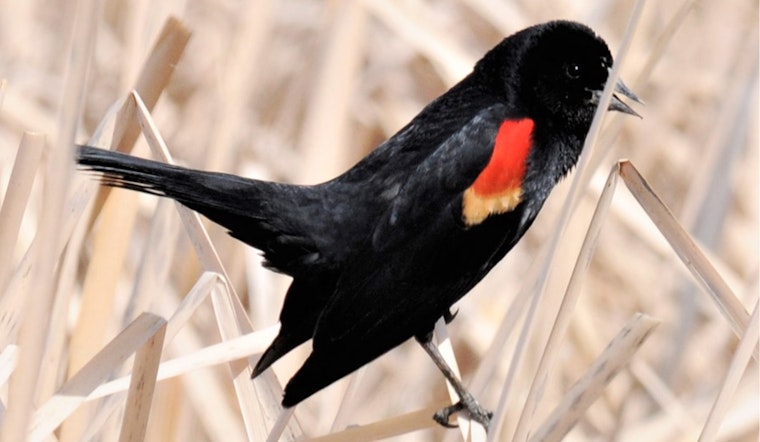Utah's Bird-Watching Events Take Flight: Novice Birders Invited to Join Fall Migration Outings in Moab and Price