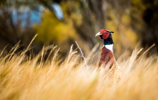 Utah's General-Season Pheasant and Quail Hunts Commence November 1, DWR Advises Hunter Safety and Details Youth Hunts