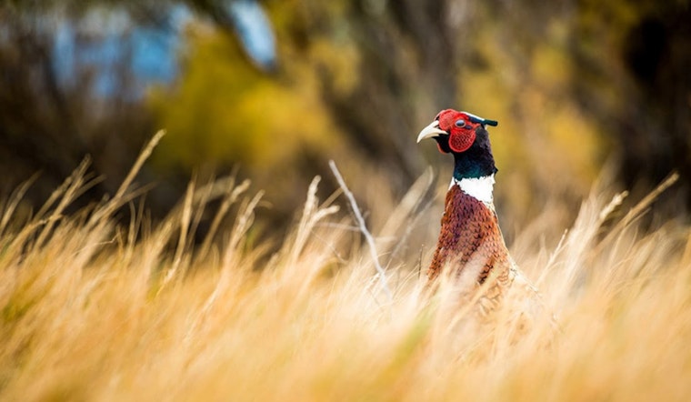 Utah's General-Season Pheasant and Quail Hunts Commence November 1, DWR Advises Hunter Safety and Details Youth Hunts