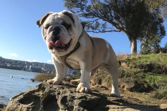 Vallejo Resident Robbed at Knifepoint, Beloved English Bulldog Tyson Stolen, Police Offer $500 Reward