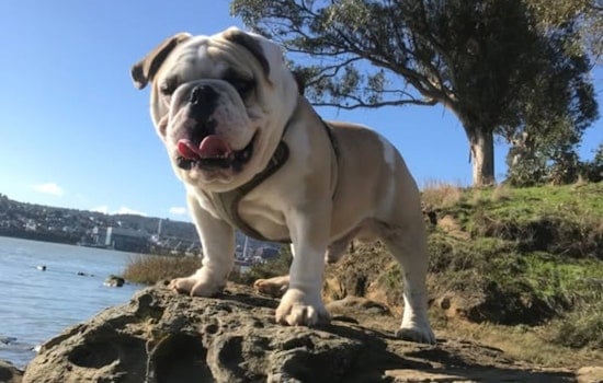 Vallejo Resident Robbed at Knifepoint, Beloved English Bulldog Tyson Stolen, Police Offer $500 Reward
