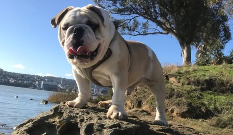 Vallejo Resident Robbed at Knifepoint, Beloved English Bulldog Tyson Stolen, Police Offer $500 Reward