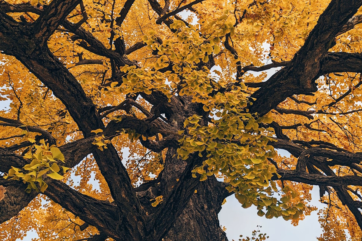 ‘Vomit Smell’ From Rare Trees Prompts Fences Around Sacramento’s(02)