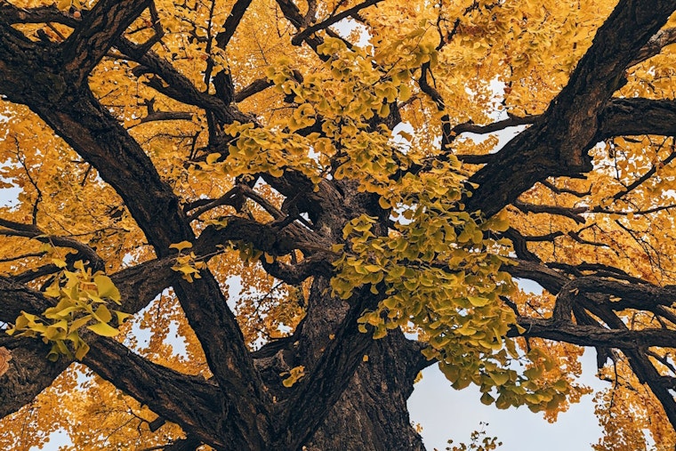 ‘Vomit Smell’ From Rare Trees Prompts Fences Around Sacramento’s Capitol Park