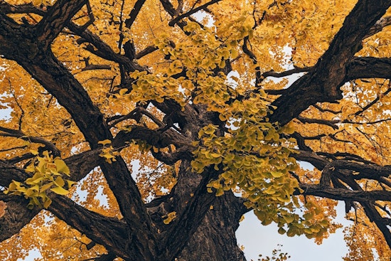 ‘Vomit Smell’ From Rare Trees Prompts Fences Around Sacramento’s Capitol Park