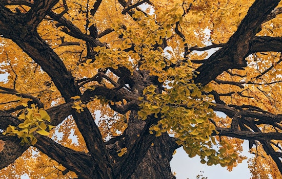 ‘Vomit Smell’ From Rare Trees Prompts Fences Around Sacramento’s Capitol Park