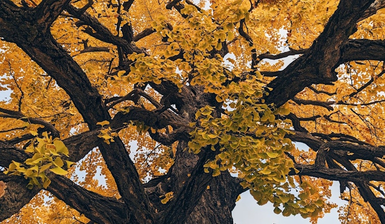 ‘Vomit Smell’ From Rare Trees Prompts Fences Around Sacramento’s Capitol Park