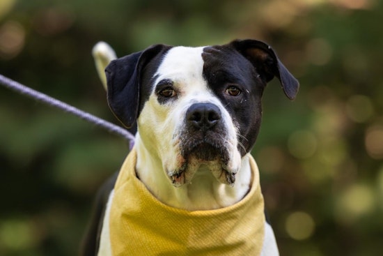 Wake County Animal Center Offers $25 Adoptions to Celebrate Shelter Dog and Pit Bull Appreciation Months