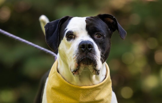Wake County Animal Center Offers $25 Adoptions to Celebrate Shelter Dog and Pit Bull Appreciation Months