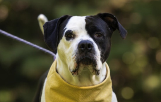 Wake County Animal Center Offers Special $25 Adoption Fee to Celebrate National Shelter Dog Month in Raleigh