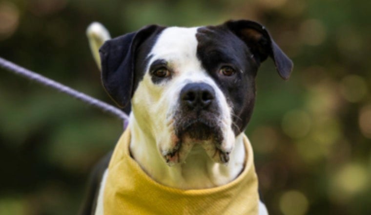 Wake County Animal Center Offers Special $25 Adoption Fee to Celebrate National Shelter Dog Month in Raleigh