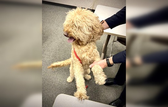 Westfield Police Appeal for Help to Reunite Lost Dog with Owners in Indiana