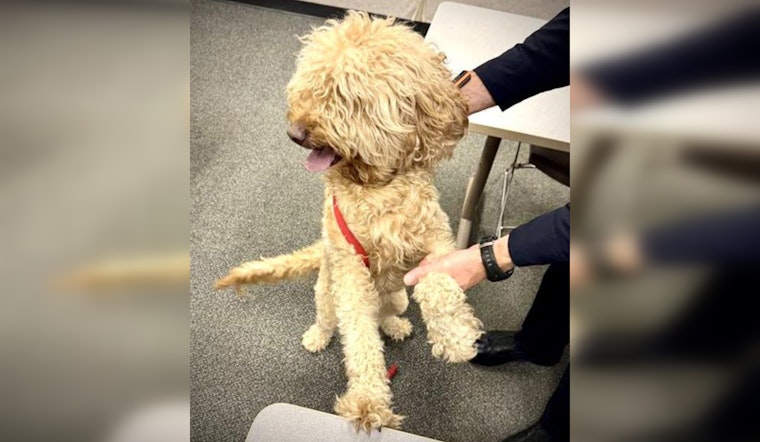 Westfield Police Appeal for Help to Reunite Lost Dog with Owners in Indiana