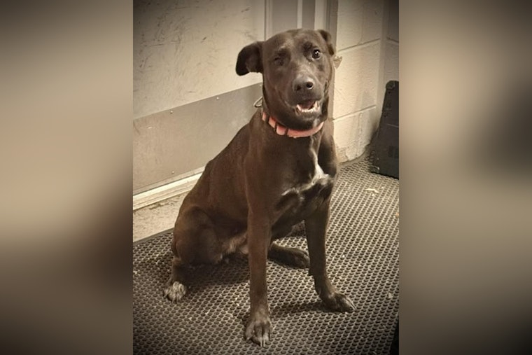 Westfield Police Issue Found Dog Alert, Rally Community to Help Reunite Lost Pup with Owners