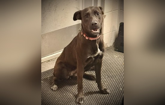 Westfield Police Issue Found Dog Alert, Rally Community to Help Reunite Lost Pup with Owners