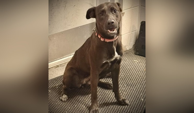 Westfield Police Issue Found Dog Alert, Rally Community to Help Reunite Lost Pup with Owners