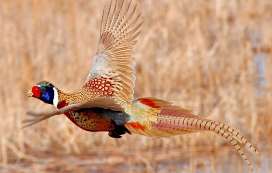 Wisconsin DNR Announces Opening of 2025 Pheasant Hunting Season with Scheduled Stocking of 75,000 Birds Statewide