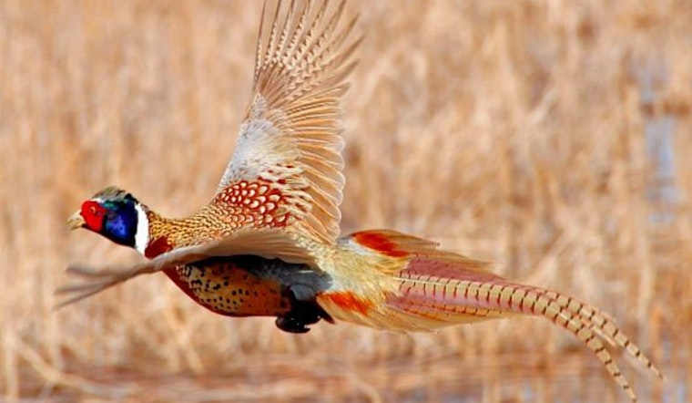 Wisconsin DNR Announces Opening of 2025 Pheasant Hunting Season with Scheduled Stocking of 75,000 Birds Statewide