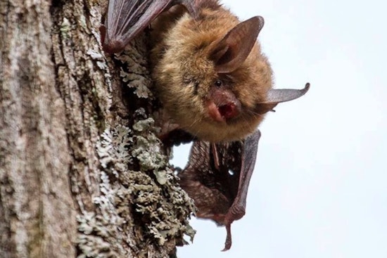 Wisconsin DNR Encourages Participation in International Bat Week to Highlight Bat Conservation Efforts