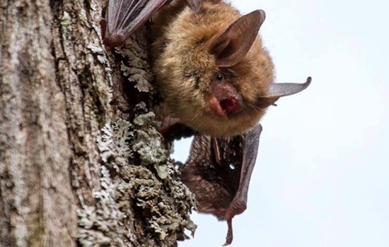 Wisconsin DNR Encourages Participation in International Bat Week to Highlight Bat Conservation Efforts