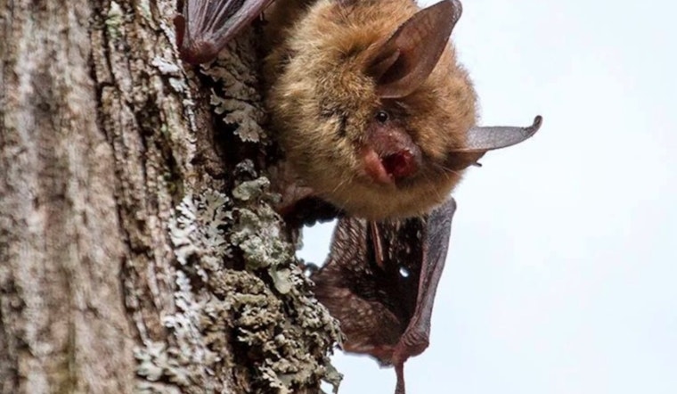 Wisconsin DNR Encourages Participation in International Bat Week to Highlight Bat Conservation Efforts
