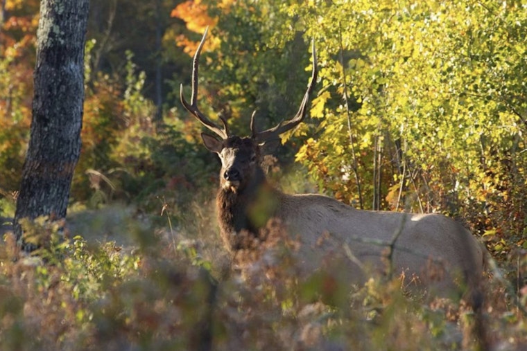 Wisconsin DNR Sets Oct. 18 Opening for 2025 Elk Hunting Season with Antlerless Harvest Added