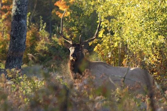 Wisconsin DNR Sets Oct. 18 Opening for 2025 Elk Hunting Season with Antlerless Harvest Added