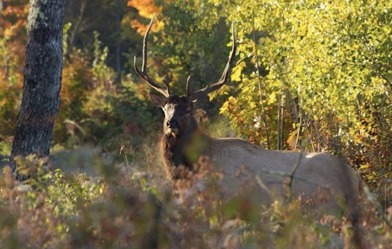 Wisconsin DNR Sets Oct. 18 Opening for 2025 Elk Hunting Season with Antlerless Harvest Added