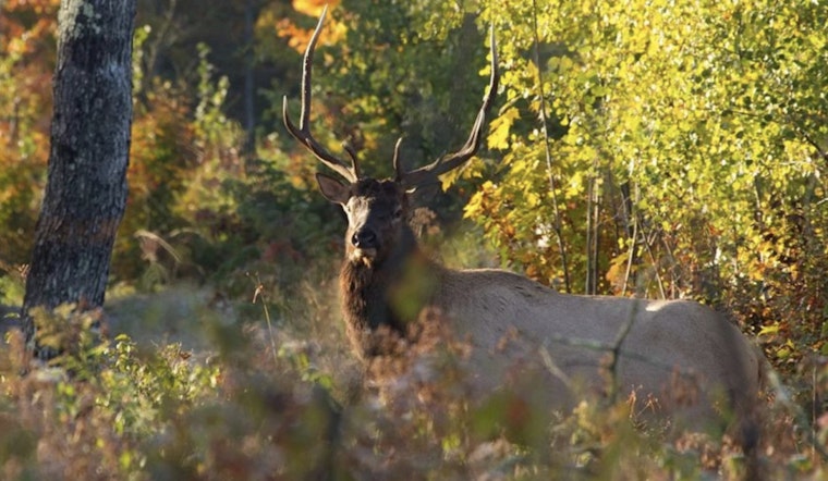 Wisconsin DNR Sets Oct. 18 Opening for 2025 Elk Hunting Season with Antlerless Harvest Added