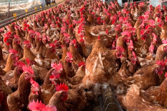 Wisconsin Escalates Response to Avian Influenza Outbreak, Halts Poultry Events in Four Counties