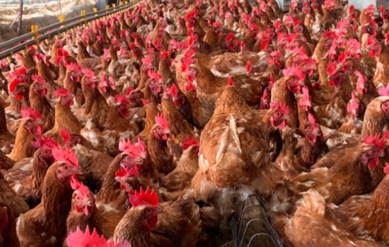 Wisconsin Escalates Response to Avian Influenza Outbreak, Halts Poultry Events in Four Counties