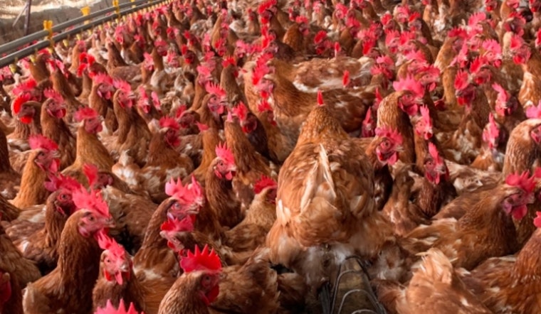 Wisconsin Escalates Response to Avian Influenza Outbreak, Halts Poultry Events in Four Counties