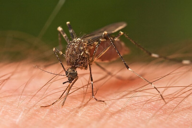 Wisconsin Health Officials Issue Mosquito Warning Amid EEE Virus Detection in Marathon County Horse