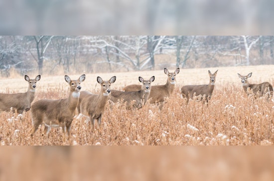 Wisconsin Hunters Aid Food Insecure Residents with Deer Donation Program Amid Rising Demand
