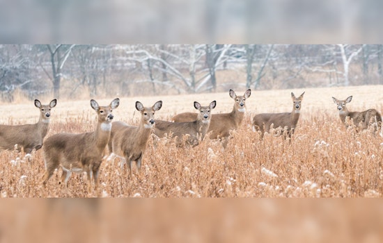 Wisconsin Hunters Aid Food Insecure Residents with Deer Donation Program Amid Rising Demand