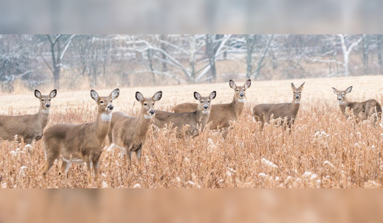 Wisconsin Hunters Aid Food Insecure Residents with Deer Donation Program Amid Rising Demand