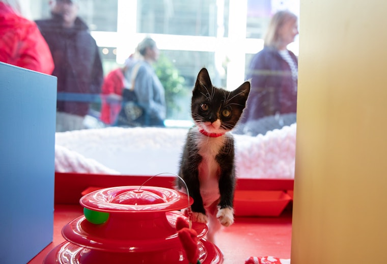 SF SPCA Ushers in the Season with Puppy- and Kitten-Filled Holiday Windows at Macy's