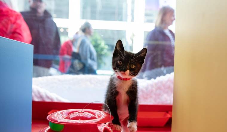 SF SPCA Ushers in the Season with Puppy- and Kitten-Filled Holiday Windows at Macy's