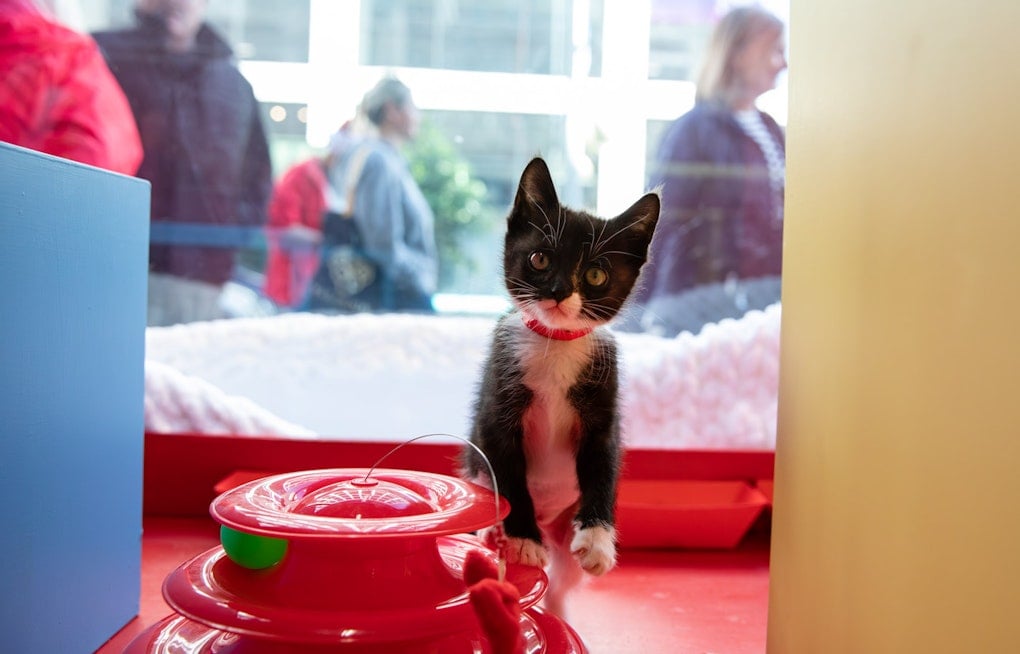 SF SPCA Ushers in the Season with Puppy- and Kitten-Filled Holiday Windows at Macy's