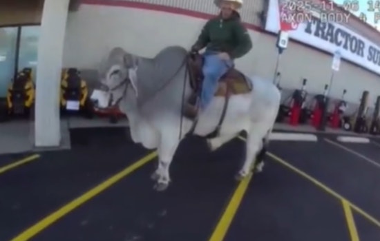 Alliance Police Officer's Bull Ride in Walmart Parking Lot Showcases Lighter Side of Policing in Ohio