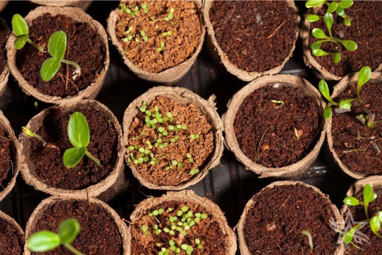 Arlington Expert Wendy Pappas Shares Tips for Cost-Effective Gardening This Fall and Winter