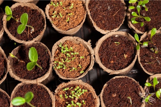 Arlington Expert Wendy Pappas Shares Tips for Cost-Effective Gardening This Fall and Winter
