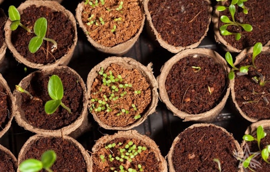 Arlington Expert Wendy Pappas Shares Tips for Cost-Effective Gardening This Fall and Winter