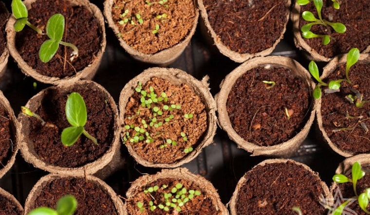 Arlington Expert Wendy Pappas Shares Tips for Cost-Effective Gardening This Fall and Winter